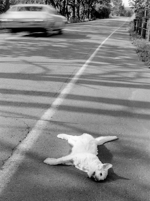 Dead Cat, 1970